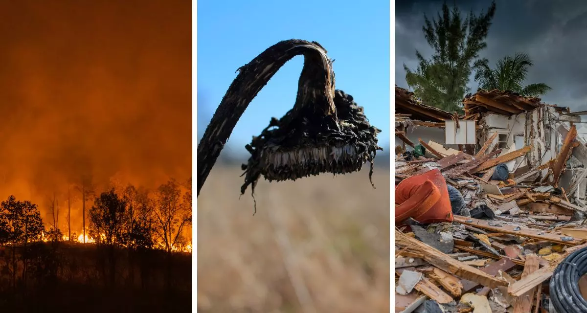 Klimakrise. Symbolfotos (Waldbrand, Dürre, durch Hurrikan zerstörte Häuser). Collage via Canva.